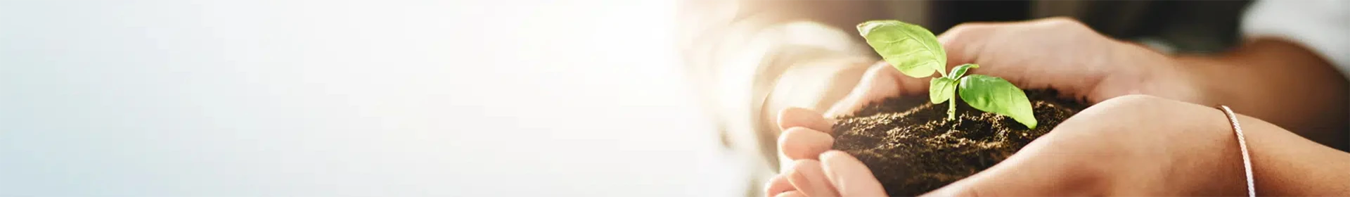 A young seedling held in hand